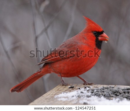 A Northern Cardinal (Cardinalis cardinalis) feeding on seeds at a bird feeder, in winter.  Shot in Southern Ontario, Canada.