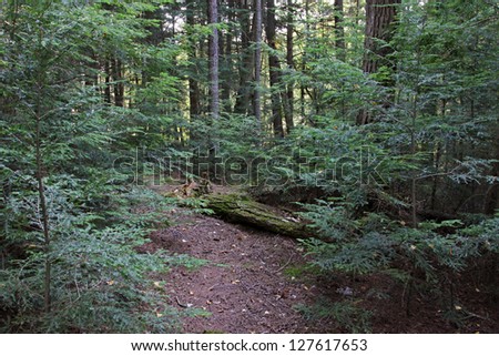 A clearing in the woods in Algonquin Provincial Park, Ontario, Canada.
