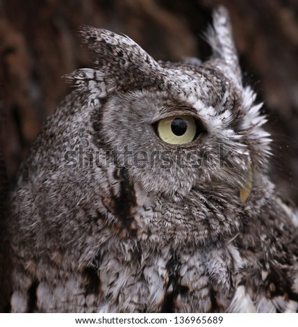 A side profile shot of an Eastern Screech Owl (Megascops asio).