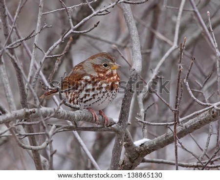 A Fox Sparrow (Passerella iliaca) perched a tree.  Shot in Southern Ontario, Canada in winter.