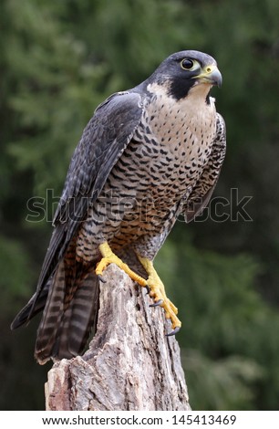 A Peregrine Falcon (Falco Peregrinus) Perched On A Stump. These Birds Are The Fastest Animals In The World.