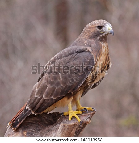 A Red-tailed hawk (Buteo jamaicensis) sitting on a stump.