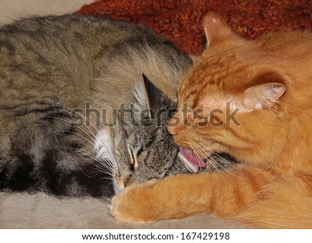 A tabby cat cleaning another cat.