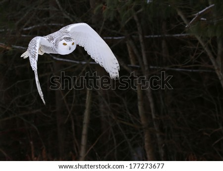 A Snowy Owl (Bubo scandiacus) in flight with trees in the background.