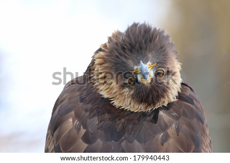 A Golden Eagle (Aquila chrysaetos) bending over backwards, looking at the camera.