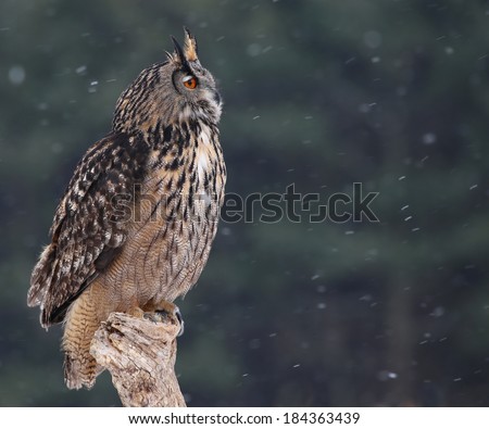 A Eurasian Eagle Owl (Bubo bubo) sitting a perch with snow falling in the background.