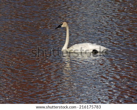 A Trumpeter Swan (Cygnus buccinator) swimming in the Grand River, in Cambridge, Ontario, Canada.