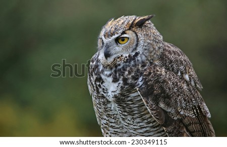 A profile shot of a Great Horned Owl (Bubo virginianus).