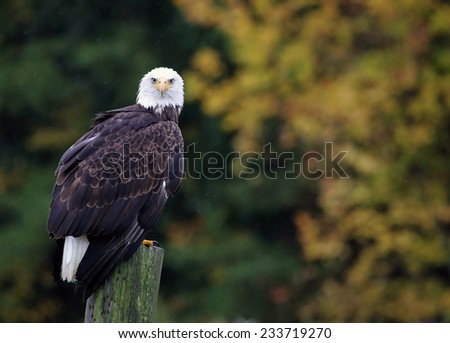 A Bald Eagle (haliaeetus leucocephalus) perched on a post with autumn trees in the background.