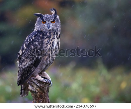 A Eurasian Eagle Owl (Bubo bubo) looking at the camera in the rain.