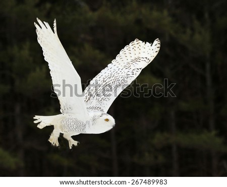 A Snowy Owl (Bubo scandiacus) flying against a black background.