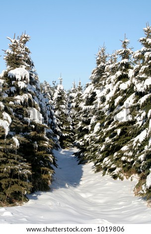 A snowy evergreen path.
