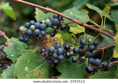 A closeup of wild grapes on a vine.