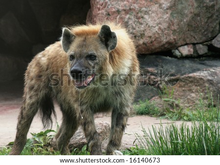 Hyena Growling