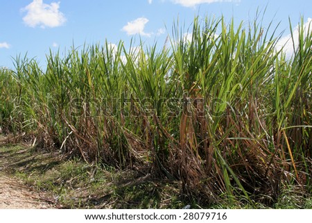 Sugar cane fields in the Dominican Republic.