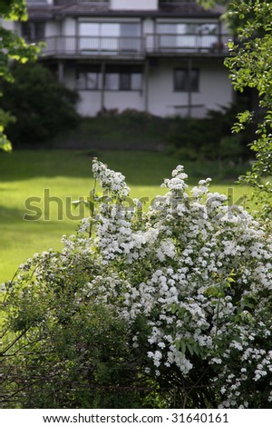A bush with white flowers shot in the backyard of a luxury home at dusk.
