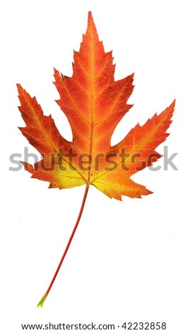 A maple leaf in fall color isolated on a white background.