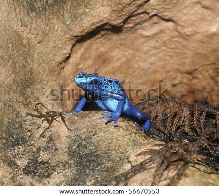 A Blue Poison Arrow Frog (Dendrobates azureus) sitting on rocks.