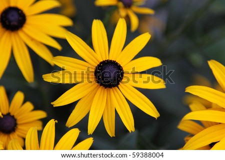 A Black-eyed Susan (Rudbeckia hirta) flower in the midst of a flower bed.