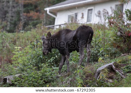 A moose feeding near a house in Cape Breton Highlands National Park, in Nova Scotia Canada.