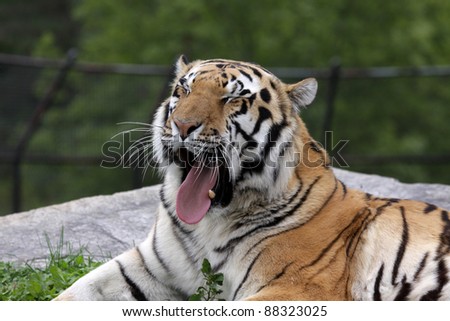 A yawning Siberian Tiger (Panthera tigris altaica) sitting in a zoo.