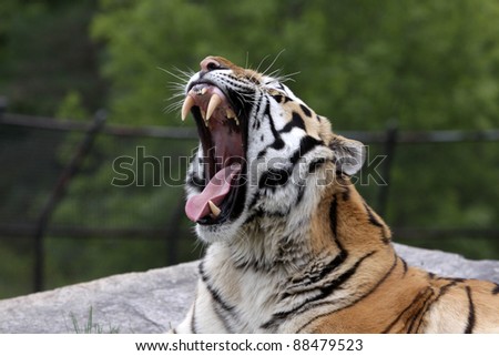 A roaring Siberian Tiger (Panthera tigris altaica) sitting in a zoo.
