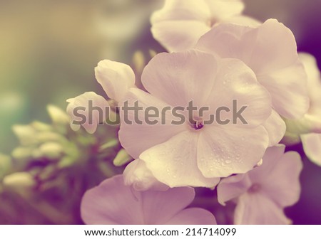 beautiful white flowers - retro style