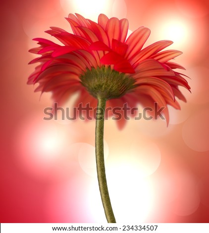 red flower on shining background with bokeh effect