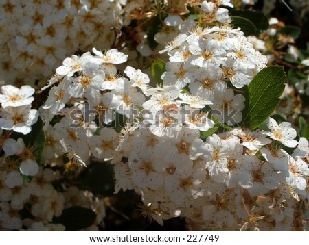 bunch of wild white flowers