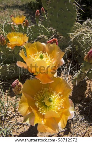 patch of prickly pear cactus, dark golden flowers