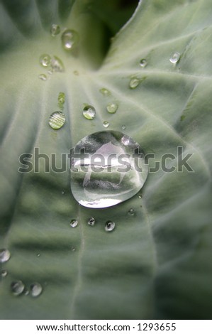 Drops of rain or dew on a leaf