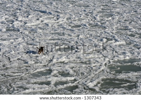 Dog in winter - a dangerous walk on ice