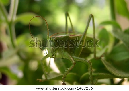 A super green grasshopper in green environment