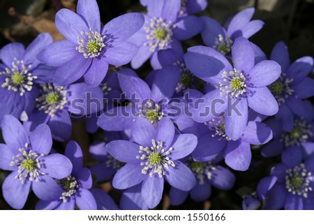 Spring flowers in closeup