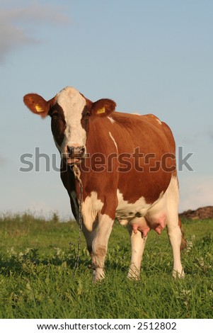 A portrait of a cow in a field
