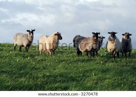 A group of sheep on the grass