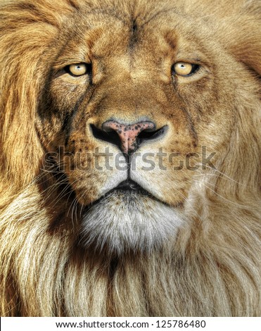Closeup portrait of an African Lion