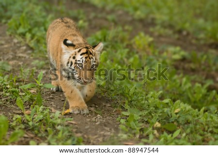 Tiger cub walking in the wild