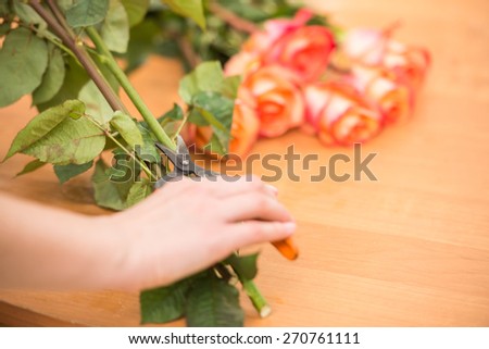 Close-up. Young female florist cutting a roses with secateur at flower shop.