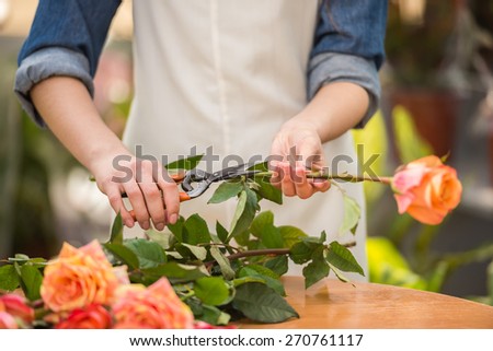 Close-up. Young female florist pruning rose in frowers shop.