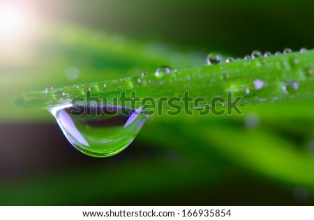 waterdrop on green on a blade of grass