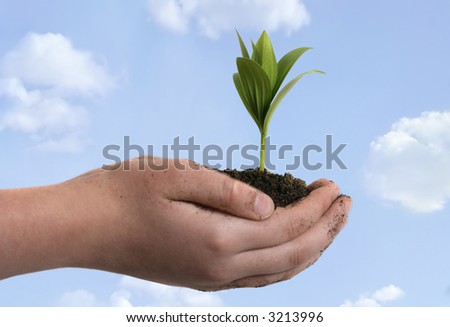Boy holding seedling in cupped hands, close up on hands