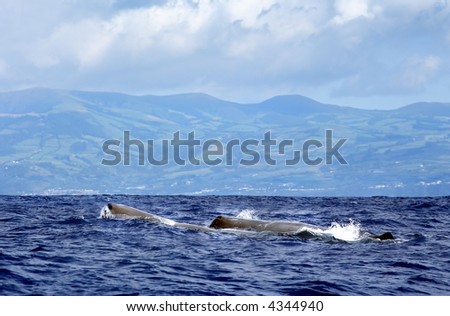 sperm whale at sea/Azores