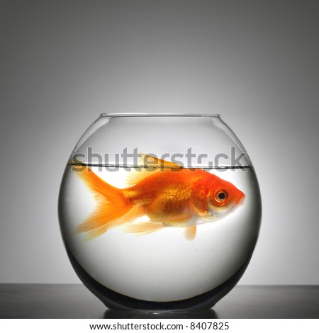 Big Fish Bowl