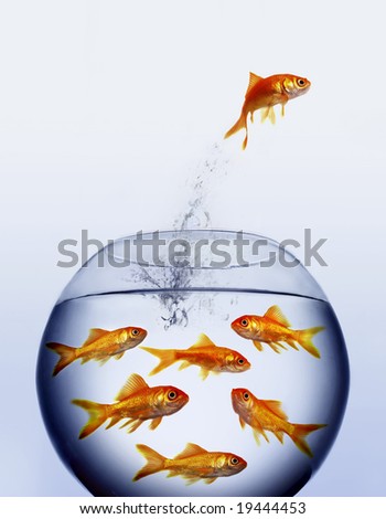 goldfish jumping out of the water from a  crowded bowl