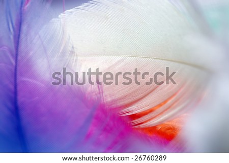 Close up of multi Colored feathers