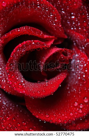 Rose dew drops