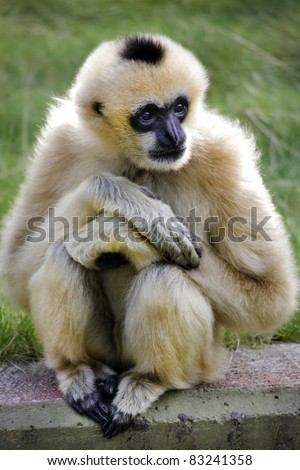 monkey relaxing