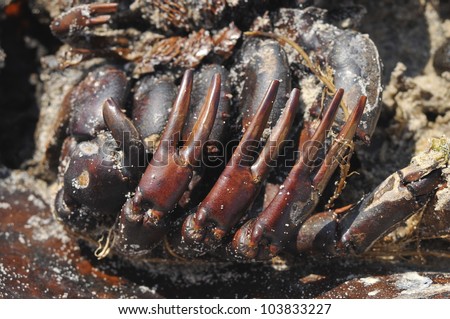 Horseshoe crab in New York closeup details
