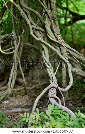 twisted tropical tree roots in rain forest